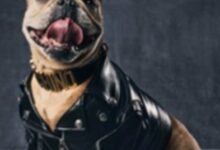 모스키노펫컬렉션